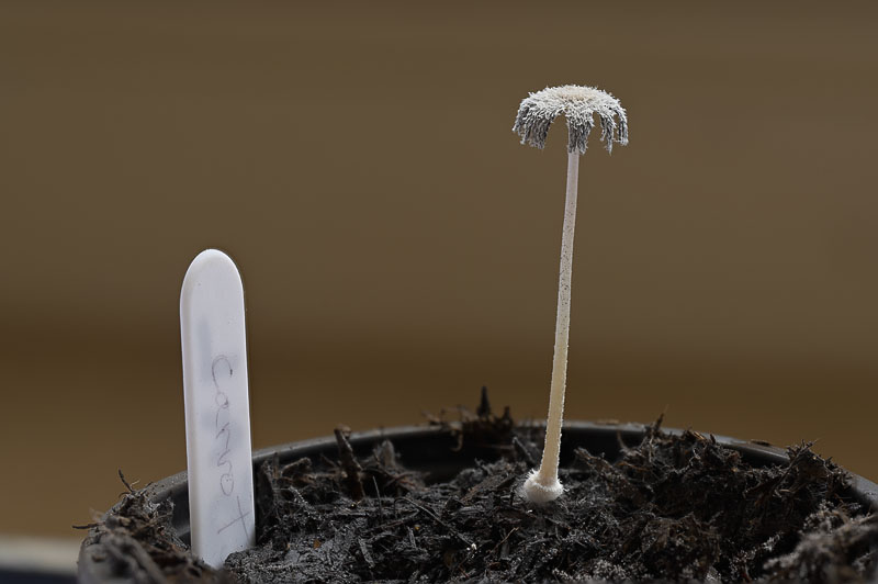 Coprinopsis cinerea